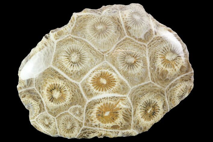 Polished Fossil Coral (Actinocyathus) - Morocco #100650